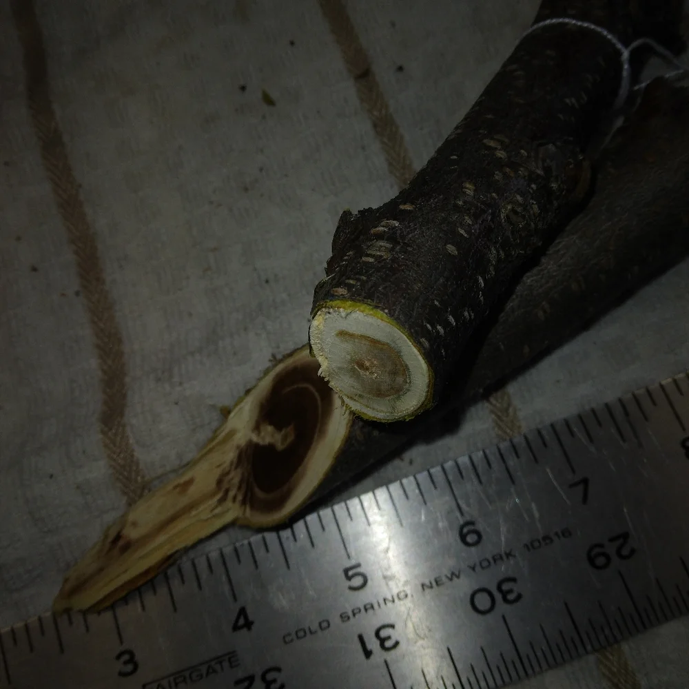 Peach Tree Branches for Crafting Isopods Reptiles Terarrium Jararrium Vivarium